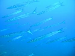 Barracudas by Hakan Taslicay 